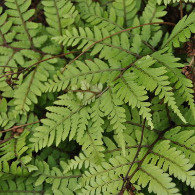 Japanse wijfjesvaren - Athyrium otophorum 'Okanum'