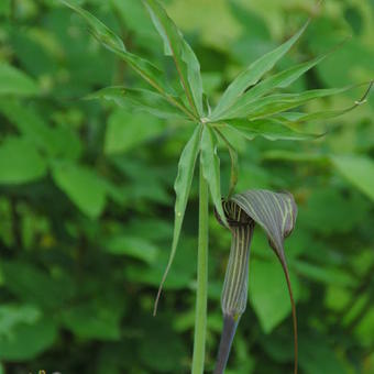 Arisaema ciliatum var liubaense