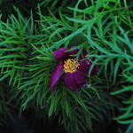 Paeonia tenuifolia  - Pioen