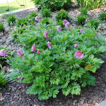 Paeonia veitchii