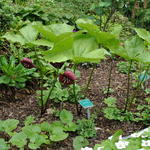 Trillium vaseyi - Drieblad/Boslelie