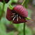 Trillium vaseyi