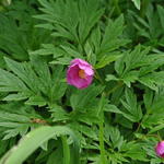 Paeonia veitchii ssp. woodwardii - Pioen