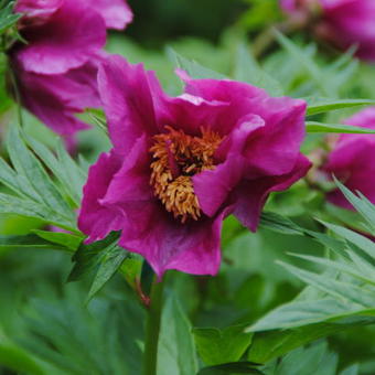 Paeonia anomala