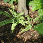 Adiantum aleuticum 'Imbricatum' - Venushaar