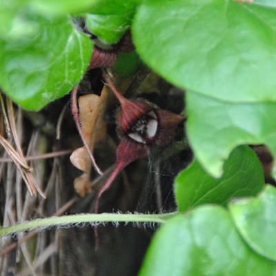 mansoor, hazelwortel - Asarum caudatum