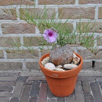 Ipomoea bolusiana