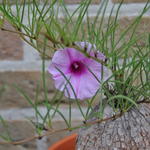 Ipomoea bolusiana - Ipomea bolusiana