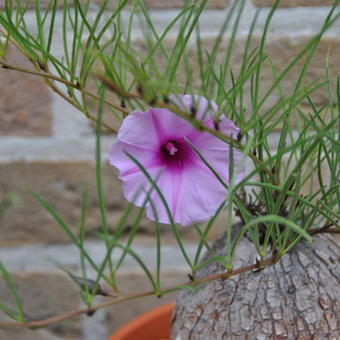 Ipomoea bolusiana