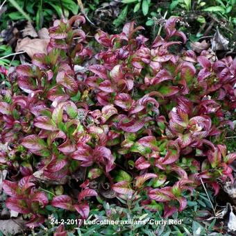 Leucothoe axillaris 'Curly Red'