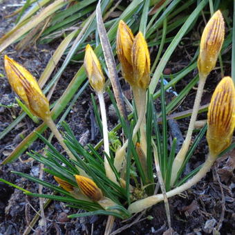 Crocus chrysanthus 'Dorothy'