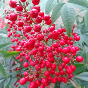 Nandina domestica