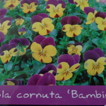 Viola cornuta 'Bambini'