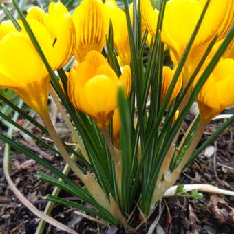 Crocus chrysanthus 'Dorothy'