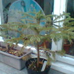 Picea asperata - Chinese spar