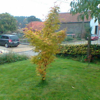 Acer palmatum 'Sangokaku'