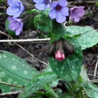 Pulmonaria officinalis