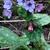 Pulmonaria officinalis