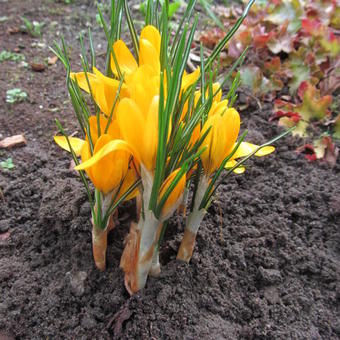 Crocus flavus