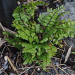 Asplenium trichomanes 'Toskana's Giant' - Steenbreekvaren