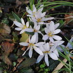 Colchicum hungaricum 'Velebit Star' - Herfsttijloos