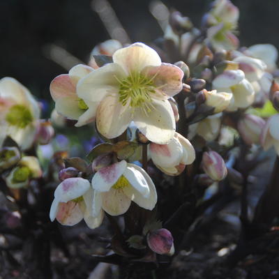 Nieskruid - Helleborus x nigercors 'Candy Love'