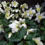 Kerstroos, nieskruid, Lenteroos - Helleborus