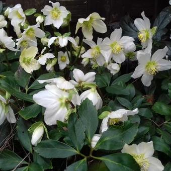 Helleborus