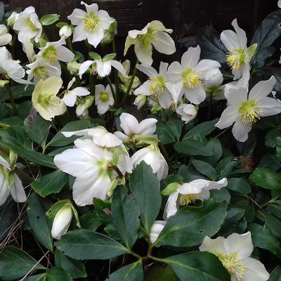 Helleborus - Kerstroos, nieskruid, Lenteroos