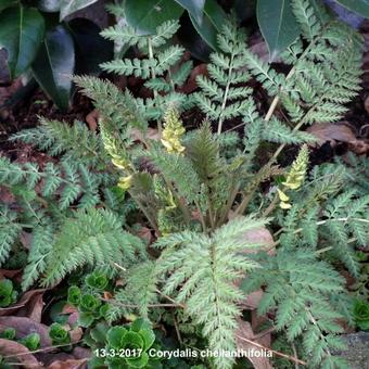 Corydalis cheilanthifolia