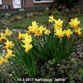 Narcissus 'Jetfire'