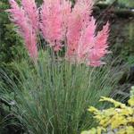 Cortaderia selloana 'Rosea'  - Pampasgras