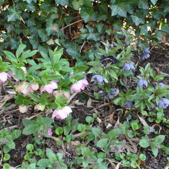 Helleborus orientalis 'Double Slaty Blue'