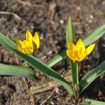 Tulipa neustruevae - Tulp