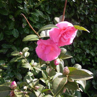 Camellia japonica