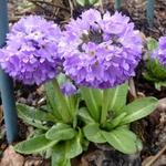 Primula denticulata - Sleutelbloem - Primula denticulata