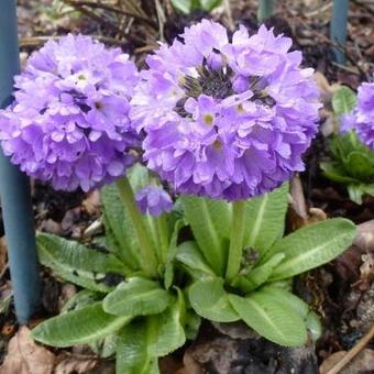 Primula denticulata