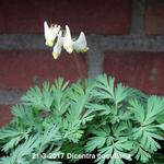 Dicentra cucullaria - Gebroken hartje