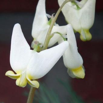 Dicentra cucullaria