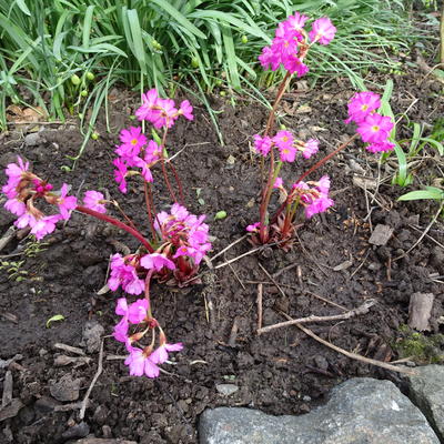 Sleutelbloem - Primula rosea 'Grandiflora'