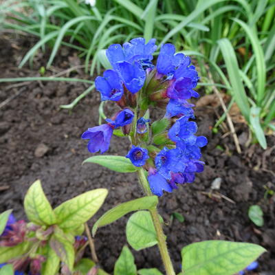 Longkruid, langbladig longkruid - Pulmonaria longifolia 'E. B. Anderson'