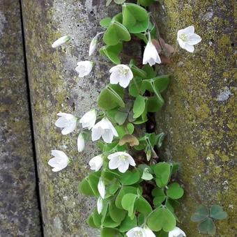 Oxalis acetosella