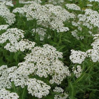 Achillea millefolium 'Schneetaler'