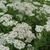 Achillea millefolium 'Schneetaler'