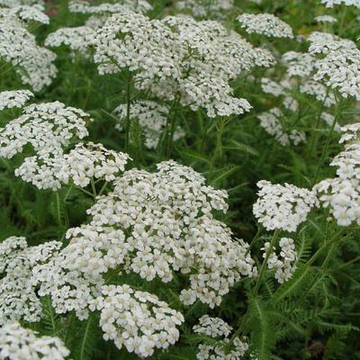 Duizendblad - Achillea millefolium 'Schneetaler'