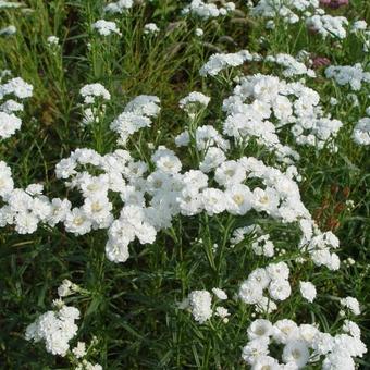 Achillea ptarmica 'The Pearl'