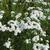 Achillea ptarmica 'The Pearl'