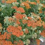 Achillea millefolium 'Walther Funcke' - Duizendblad