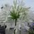 Agapanthus africanus 'Albus'