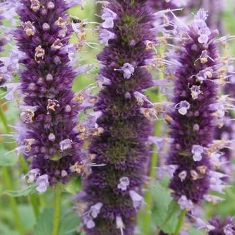 Agastache 'Blackadder'